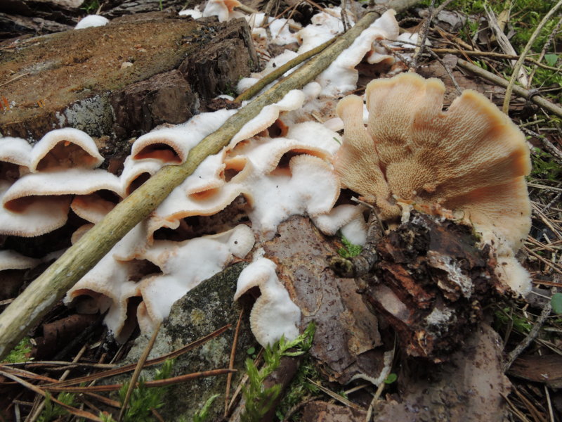 7) Fotogr.il 7.01.2014. sotto Quercia